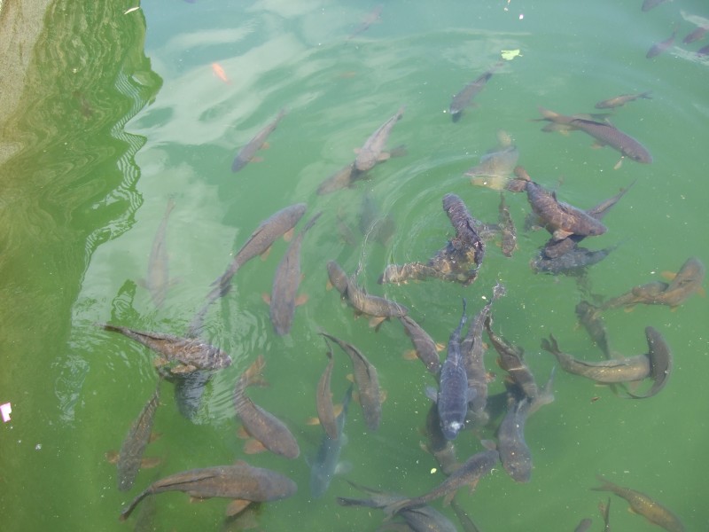 Anadalusien 2009 - 0272 